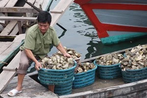 Fishery in Co To island (Photo: VNA)